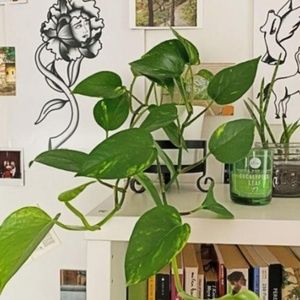 Meet your Posher, Denise